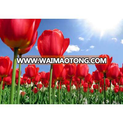 High Quality Oil Painting For Tulips Flower Printing On Canvas